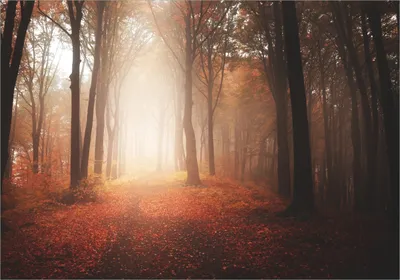 Produktbild von Wallario selbstklebendes Poster - Herbstwald - Weg zu einer Lichtung im Wald, Größe: 70 x 100 cm