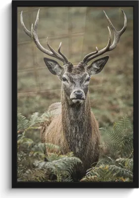 Produktbild von MuchoWow® MuchoWow® Gerahmtes Poster Hirsche - Geweihe - Blätter 40x60 cm - Poster mit zchwarzem Bilderrahmen - Papierdruck - Wandbilder