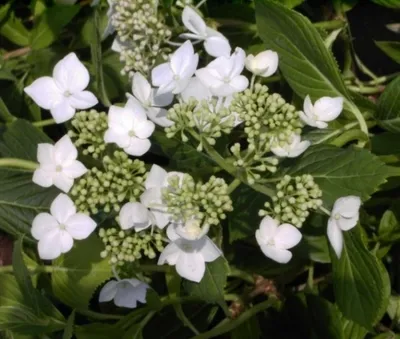 Produktbild von Bauernhortensie Lanarth White - Tellerhortensie - Hydrangea macrophylla Lanarth White