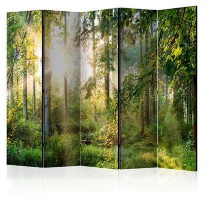 Obrázek produktu pro Paravan, oboustranný potisk, 5 dílů, skládací, rozdělovač prostoru, motiv: sluneční paprsky, les, rozměry: 225 cm x 172 cm
