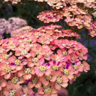 Produktbild von 6 x Duizendblad - Achillea millefolium 'Wesersandstein' | Topf 9cm x 9cm