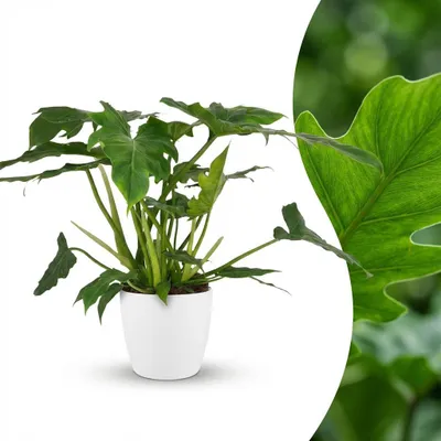 Image de Green boutiQ - Plante d'intérieur - Philodendron - Philodendron Lacerum - Vert - Peu d'entretien - 1 plante - avec pot blanc - Pot 19 cm - Hauteur 65 cm