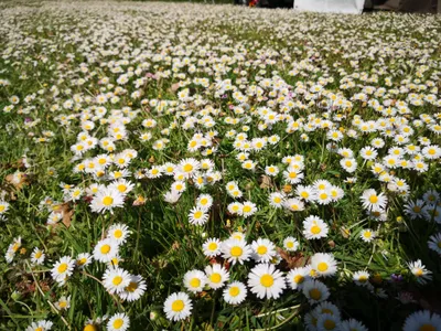 Produktbild von 5000 Samen Gänseblümchen Bellis perennis Tausendschön Bienenweide Garten Blumen
