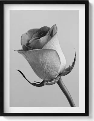 Produktbild von Graue feine Rosenblüte– Wandbild mit Rahmen – Gerahmtes Bild  – Wanddekoration – 60x80 cm –  Schwarz Rahmen
