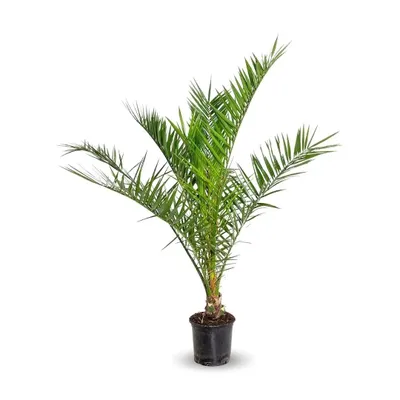 Image de Phoenix canariensis - palmier - ↕ 90-100 cm - ⌀ 18 cm - plante d'extérieur