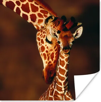 Produktbild von MuchoWow® Poster Giraffe - Kalb - Porträt 100x100 cm - Babyzimmer