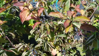 Image de Cornus sanguinea / Cornouiller sanguin