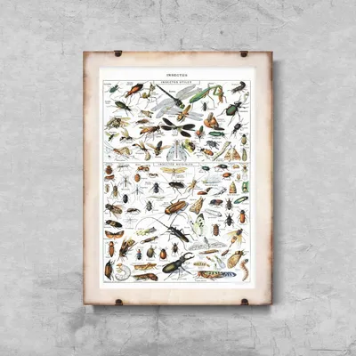 Produktbild von Poster - Canvas - Leinwand - 29,7 cm x 42 cm - Insekten Adolphe Millot