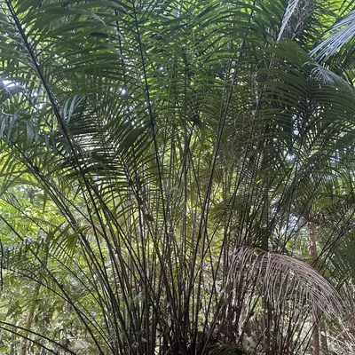 Obrázok produktu pre Bertam-Palme (Eugeissona tristis)  - 1 kus