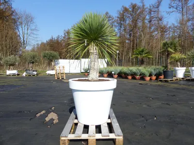 Produktbild von Yucca Rostrata 180 cm | Stamm 60 cm | im Pflanzkübel Ø80 cm Weiß winterhart