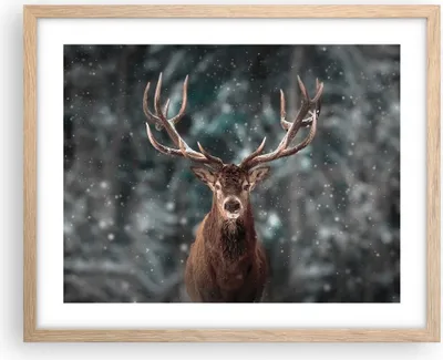 Produktbild von Gerahmtes Poster - Rahmen in heller Eiche - Hirsch Hirsch Winter - 50x40 cm - Wand Bild - Wanddeko - Wandbilder - Kunstposter - Wandposter - Bilderrahmen - Bilder - Kunstdruck - P2NAA50x40-4998