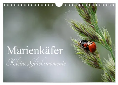 Produktbild von Marienkäfer - kleine Glücksmomente (Wandkalender 2027 DIN A4 quer), CALVENDO Monatskalender