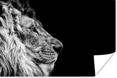 Produktbild von MuchoWow® Poster Löwe - Profil - Schwarz - Weiß 90x60 cm - Schlafzimmer
