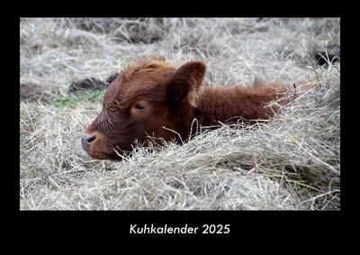 Produktbild von Kuhkalender 2025 Fotokalender DIN A3