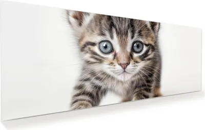 Produktbild von Glasbild 100x40cm in XXL für Wohnzimmer, Schlafzimmer Motiv Katzenjunges