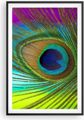 Produktbild von Gerahmtes Poster - Schwarzer Rahmen - Pfauen Federn Regenbogen - 61x91,5 cm - Wand Bild - Wanddeko - Wandbilder - Kunstposter - Wandposter - Bilderrahmen - Bilder - Kunstdruck - P2BPA61x91-4385
