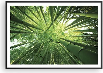Produktbild von Gerahmtes Poster - Schwarzer Rahmen - Bambus Dschungel Grün - 100x70 cm - Wand Bild - Wanddeko - Wandbilder - Wandposter - Bilderrahmen - Bilder - Kunstdruck - Wandbild - P2BAA100x70-4235