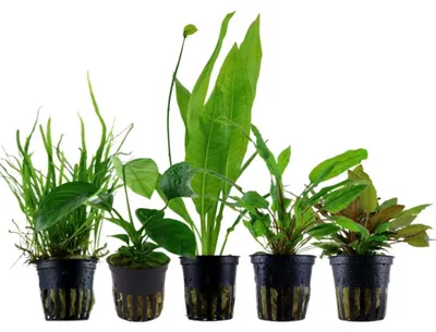 Produktbild von 'Diskus' Set mit 5 Topf Pflanzen Aquariumpflanzen Set 131 Wasserpflanzen AquaOne