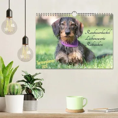 Produktbild von Familienplaner - Liebenswerte Rabauken - Rauhaardackel (Wandkalender 2026 DIN A4 quer), CALVENDO Monatskalender