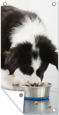 Produktbild von MuchoWow® 80x160 cm Outdoor-Poster Gartendeko Sichtschutz Garten Poster für den Garten  Ein Border Collie frisst