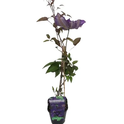 Produktbild von 2 x Clematis The President | 2-er set Kletterpflanzen und Winterhart - Blau - Klematis, mehrjährige blühende Kletterpflanzen | 2 x 1,5 Liter Topfe