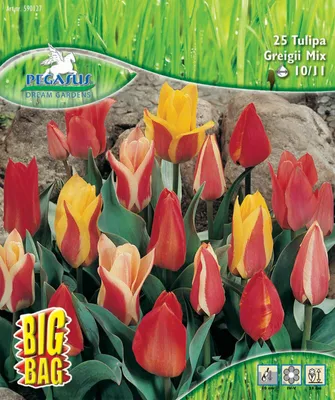 Produktbild von Pegasus Herbstblumenzwiebel Big Bag Botanische Tulpen Mischung 25 Stück