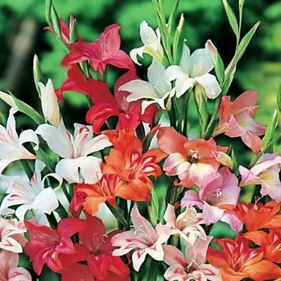 Zdjęcie produktu dla Gladiolus Mieczyk Niski Nanus Mix 10 szt Mieczyki cebulki mieczyków