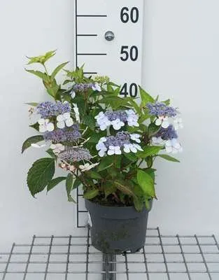 Obrázek produktu pro Hydrangea serr. 'Bluebird' - Hortenzie 25- 30 cm Kontejner