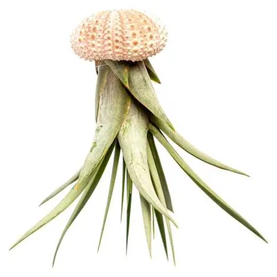 Obrázek produktu pro Gardners Medusa ROSE s Tillandsií Faciculata
