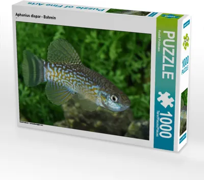 Produktbild von CALVENDO Puzzle Aphanius dispar - Bahrein | 1000 Teile Lege-Größe 64x48cm Foto-Puzzle für glückliche Stunden