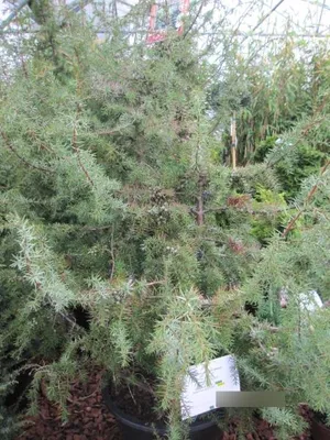 Produktbild von Gemeiner Wacholder - Juniperus communis - 80-100cm