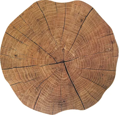 Produktbild von Abwaschbares Tischset Baumstamm Holz-Optik rund