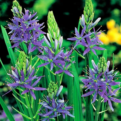 Produktbild von Camassia Zwiebeln Blumen Blumenzwiebeln blau 1 St.