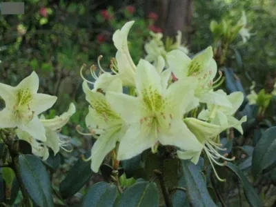 Produktbild von Wild Rhododendron /  Alpenrose - Rhododendron ambiguum 30-40cm