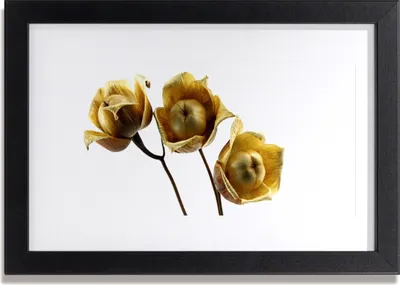 Produktbild von Bild 30x20 MDF-Rahmen Wandkunst Blumen Pflanzen