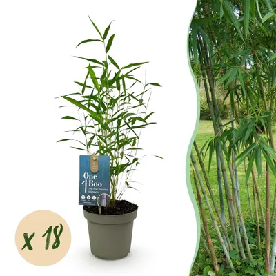 Image de Green boutiQ - Bambou - Fargesia Blue Dragon - À feuillage persistant - Non envahissant - Vert - 18 plants - Pot de 14 cm - Hauteur 35 cm