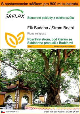 Obrázek produktu pro SAFLAX Garden in the bag - Fík Buddha / Strom Bodhi - Ficus religiosa - 100 Semena - S pěstebním substrátem v praktickém samovztyčovacím sáčku