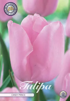 Artikelbild 2 von 'Tulpe Candy Prince (10 Stück)' aus der Kategorie Tulpenzwiebeln