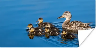 Produktbild von MuchoWow® Poster Ente - Wasser - Vogel - Braun 40x20 cm - Poster für die Wand - Poster Schlafzimmer