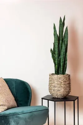 Obrázok produktu pre Umelá rastlina Sansevieria Black Coral ↕97 cm (ženská jazyk) – dekoratívna rastlina, ktorá nevyžaduje žiadnu starostlivosť