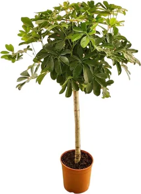 Productafbeelding van Famanu Schefflera op stam - Vingerplant - Hoogte 120-140 cm - Potmaat Ø24 cm