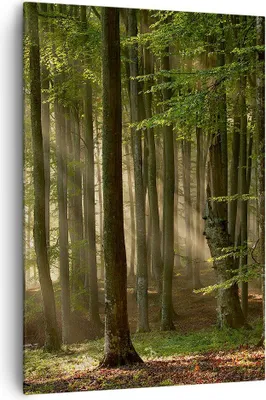 Produktbild von Bild auf Leinwand - Leinwandbild - Einteilig - Wald Baum Natur - 70x100cm - Wand Bild - Wanddeko - Wandbilder - Leinwanddruck - Kunstdruck - Wanddekoration - Leinwand bilder - Wandbild - PA70x100-3628