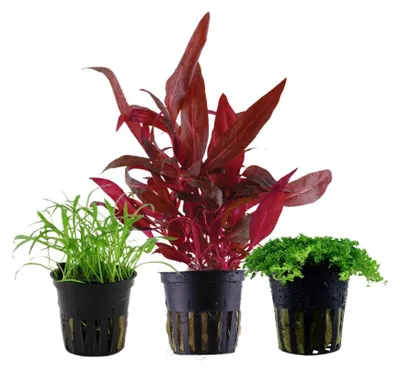 Produktbild von Pflanzen Set mit 3 Vordergrund Topf Aquarium Wasserpflanzen AquaOne Nr.126