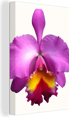 Produktbild von OneMillionCanvasses® - Leinwandbilder - 90x140 cm, Nahaufnahme Orchidee, Wandbilder Kunstdruck Wanddekoration - Foto auf Leinwand - Gemälde auf Holzrahmen  - Wandschmucke - Schlafzimmer