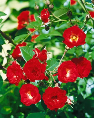 Produktbild von Rosa 'Scarlet Meidiland', Bodendeckerrose, leuchtend rot, 5-7,5 L Container