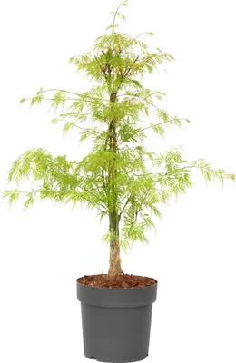 Zdjęcie produktu dla Klon japoński - Acer palmatum 'Emerald Lace' - Wysokość 60-70cm - ⌀19cm