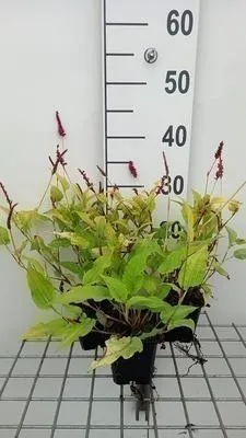 Obrázek produktu pro 6 x Persicaria ampl. 'Golden Arrow' - Svída - květináč 9 x 9 cm