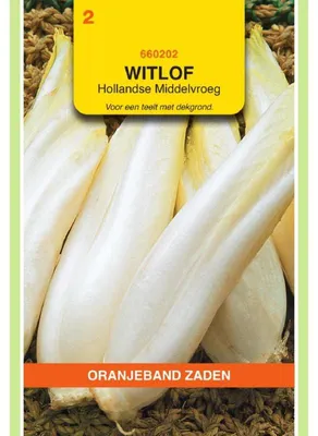Produktbild von Oranjeband Zichoriensalat Bruesseler M.Fr. - 1 Packung Saatgut