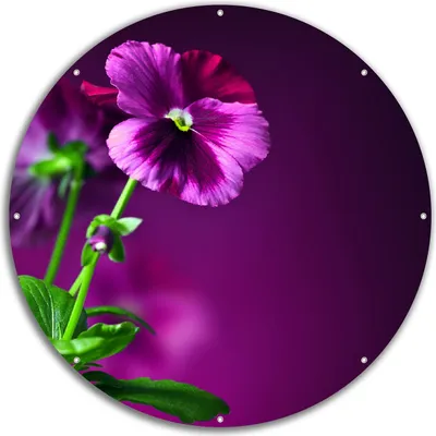 Produktbild von Wallario rundes Outdoor-Poster für Garten oder Balkon, Motiv Lila Stiefmütterchen, 60 cm Durchmesser