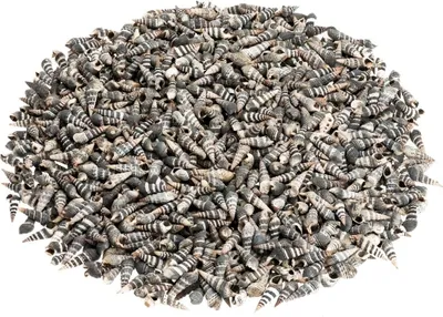 Produktbild von Rhinoclavis in Natur, Größe ca. 2-3cm, Gewicht ca. 0,5kg | Minarett-Schnecke